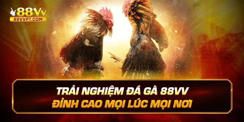 Trải nghiệm đá gà 88vv đỉnh cao mọi lúc mọi nơi.